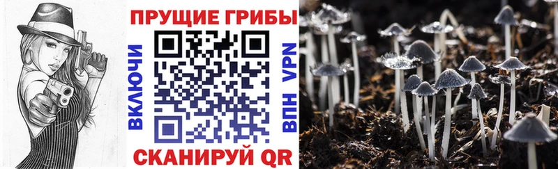 купить  цена  Байкальск  Галлюциногенные грибы мицелий 